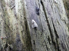 Hypenodes fractilinea