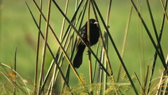 Agelasticus cyanopus