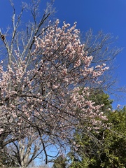 Prunus mume