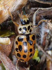 Anisosticta novemdecimpunctata