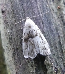 Hypenodes fractilinea