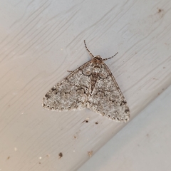 Phigalia denticulata