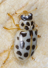 Anisosticta novemdecimpunctata