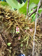 Masdevallia nidifica