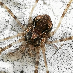 Dasylobus graniferus