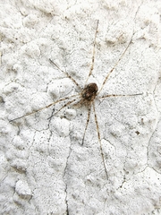 Dasylobus graniferus