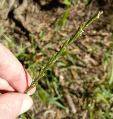 Lolium rigidum