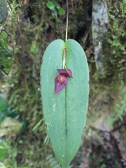 Pleurothallis deflexa