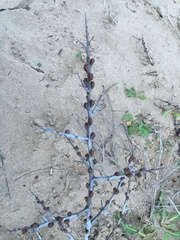 Hippophae rhamnoides