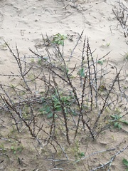 Hippophae rhamnoides