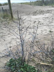 Hippophae rhamnoides