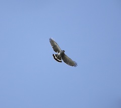 Buteo nitidus