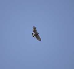 Buteo nitidus