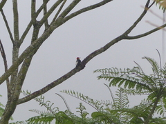 Melanerpes flavifrons