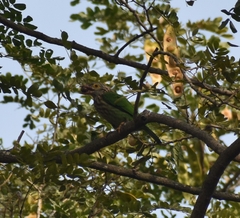 Psilopogon lineatus