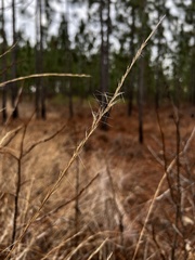 Aristida virgata