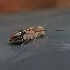 Graphopsocus cruciatus