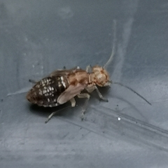 Graphopsocus cruciatus
