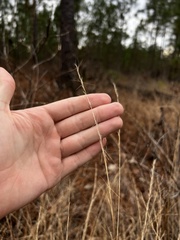 Aristida virgata
