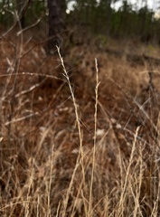 Aristida virgata