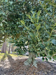 Ilex opaca