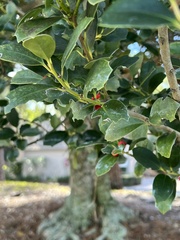 Ilex opaca