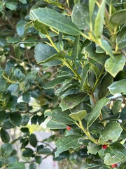 Ilex opaca
