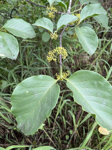 Afrocanthium lactescens image