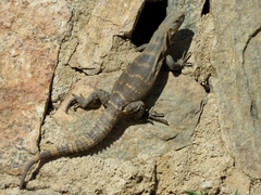 Ctenosaura hemilopha