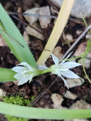 Allium chamaemoly