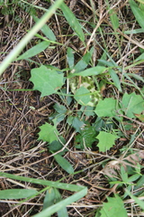 Berberis glaucocarpa