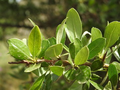 Pyrus spinosa