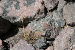 Muhlenbergia macroura