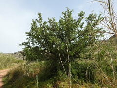 Pyrus spinosa