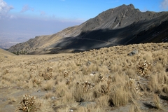 Muhlenbergia macroura