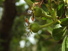 Pyrus spinosa