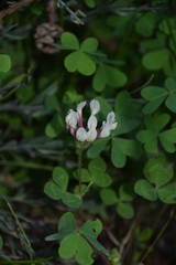 Trifolium clypeatum