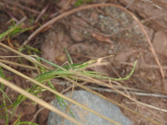 Acrida turrita