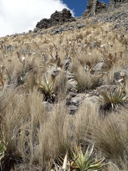 Muhlenbergia macroura