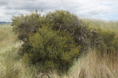 Olearia solandri