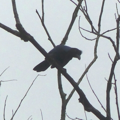 Cyanocorax caeruleus