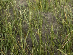 Paspalum vaginatum