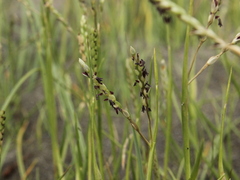 Paspalum vaginatum