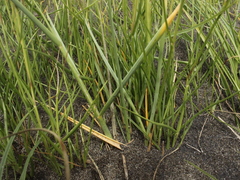 Paspalum vaginatum