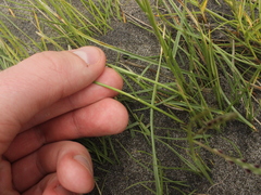 Paspalum vaginatum