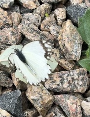 Lepidoptera