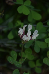 Trifolium clypeatum