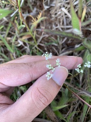 Pimpinella