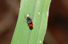 Lindneromyia