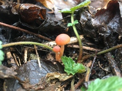 Tubaria furfuracea